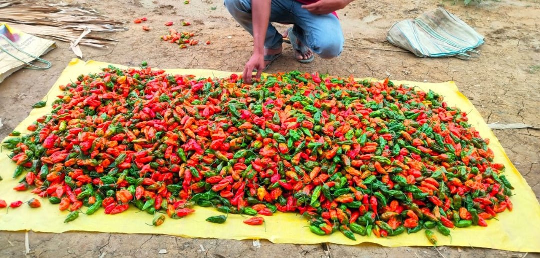 The Fiery World of Dehydrated Ghost Chili: From Harvest to Your Table - Omsim Exports