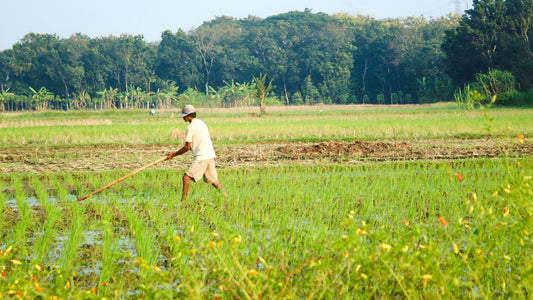 Top 5 Indian Superfoods You Need to Add to Your Diet - Omsim Exports