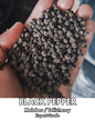 Black Peppercorns Whole – Export Grade - Omsim Exports