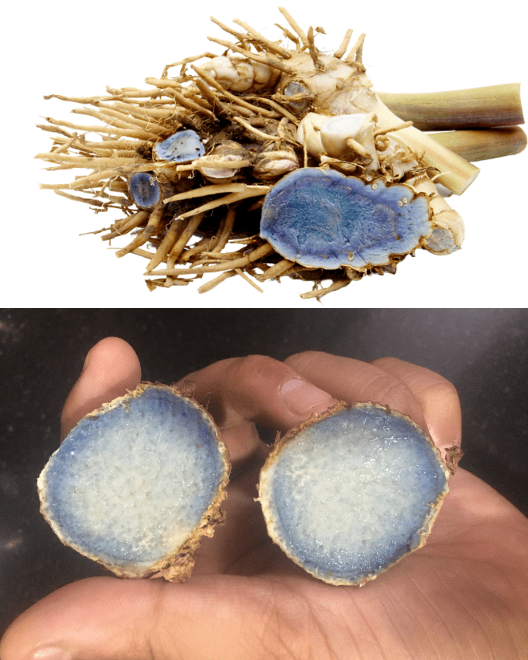 Black Turmeric Powder (Kali Haldi) Export Grade, India Origin - Omsim Exports