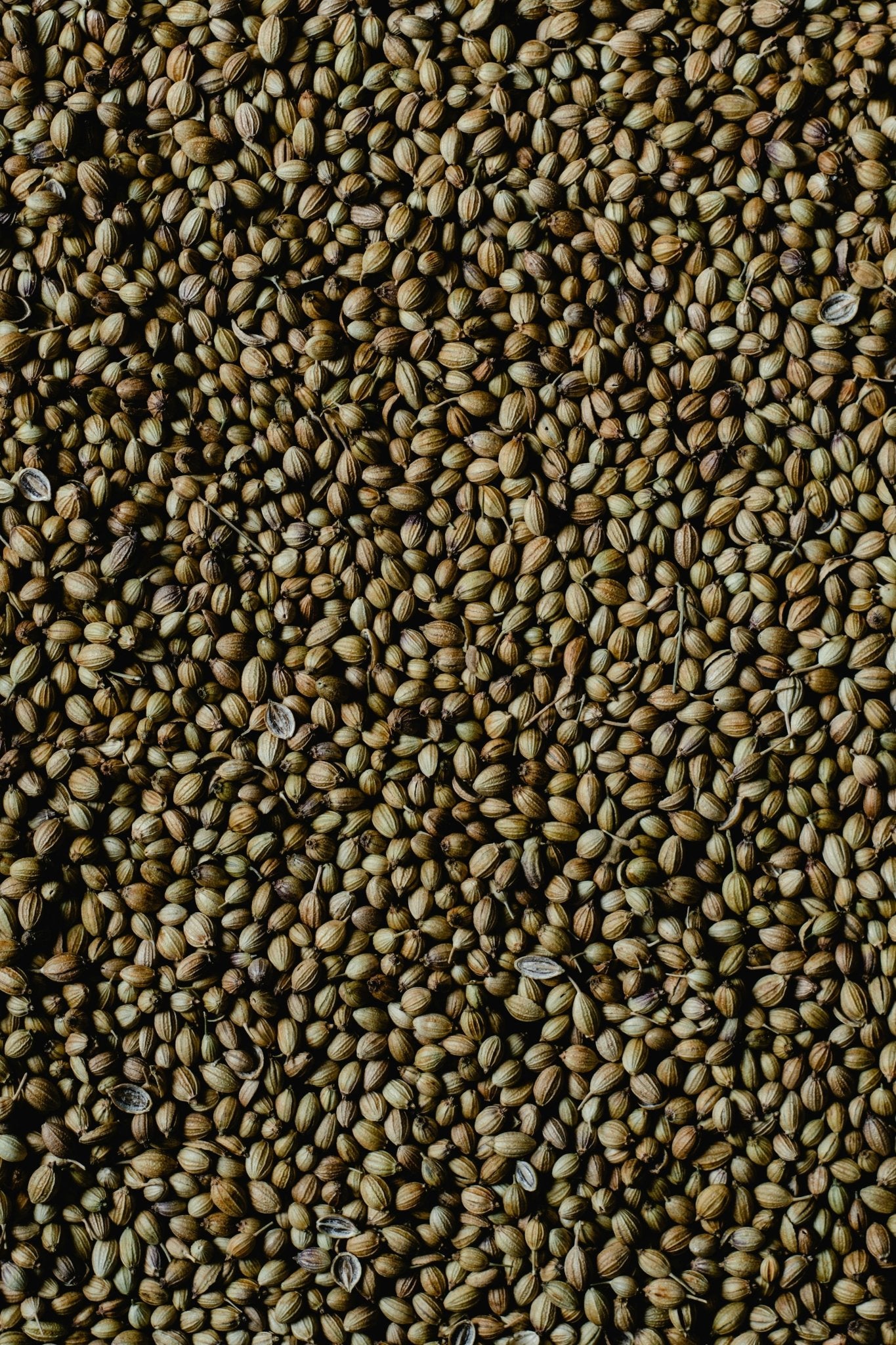 Coriander Seeds Whole (Bold Variety) - Omsim Exports
