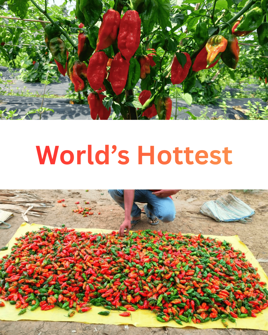 Dehydrated Ghost Pepper (Bhut Jolokia) – Export - Grade Quality - Omsim Exports