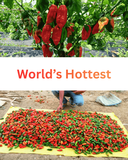 Dehydrated Ghost Pepper (Bhut Jolokia) – Export - Grade Quality - Omsim Exports
