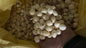 Premium Graded Makhana (Fox Nuts) – Large Size, Export Quality, Naturally Gluten - Free 10kg Pack - Omsim Exports