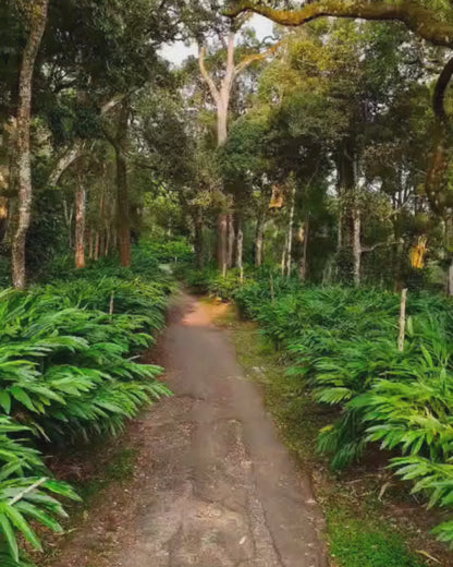 Green Cardamom Pods (Single-Origin India) – Export Grade