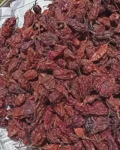 Dehydrated Ghost Pepper (Bhut Jolokia) – Export-Grade Quality